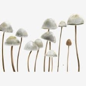 простой красивый белый грибной элемент PNG , гриб, белый, просто PNG  картинки и пнг PSD рисунок для бесплатной загрузки